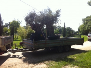 Transport avec Colis PLus (19)