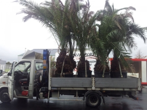 Transport avec Colis PLus (10)